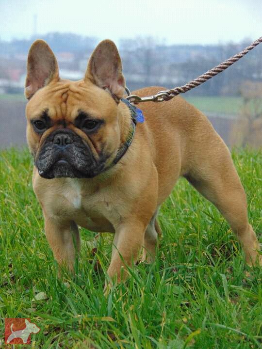 od Karolínské lípy