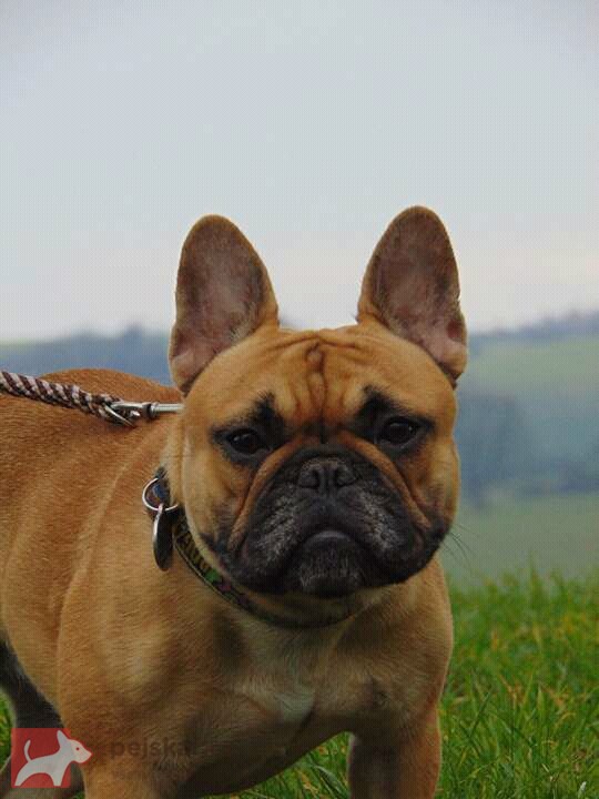 od Karolínské lípy