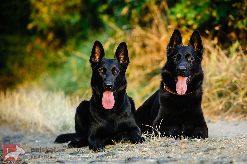 od Zámku Nový Stránov