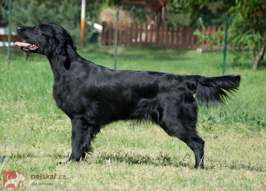 Black Star of Moravia