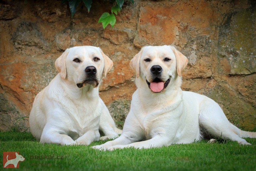 Živé striebro pod Rotundou