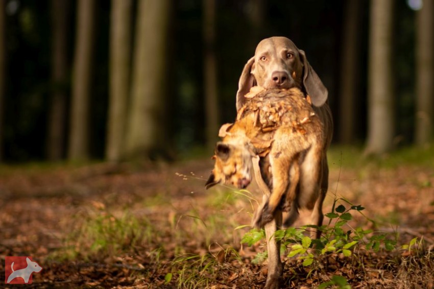 z Děhylovské Končiny