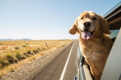 Jak vybavit psa na jízdu v autě?