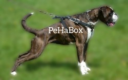 PeHaBox