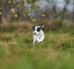 parson russell terrier 01