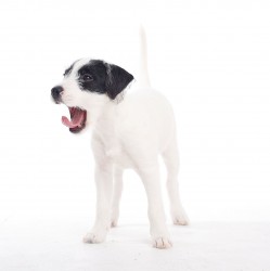 parson russell terrier 02