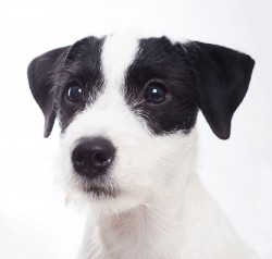 parson russell terrier 03
