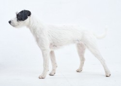 parson russell terrier 04