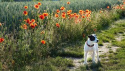 parson russell terrier 05