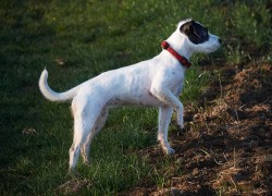 parson russell terrier 06