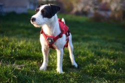 parson russell terrier 07