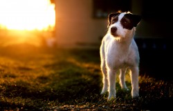 parson russell terrier 08