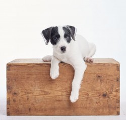 parson russell terrier 09