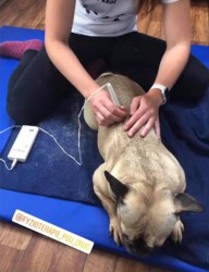 Fyzioterapie psů