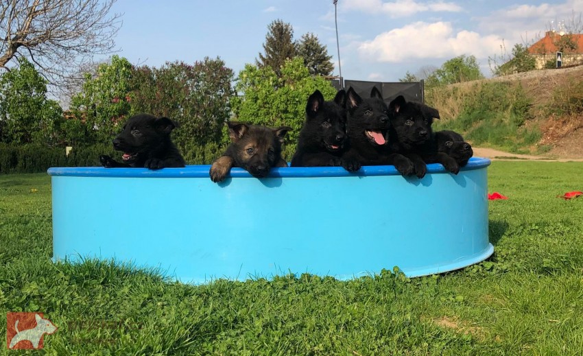 Buranos Lobos