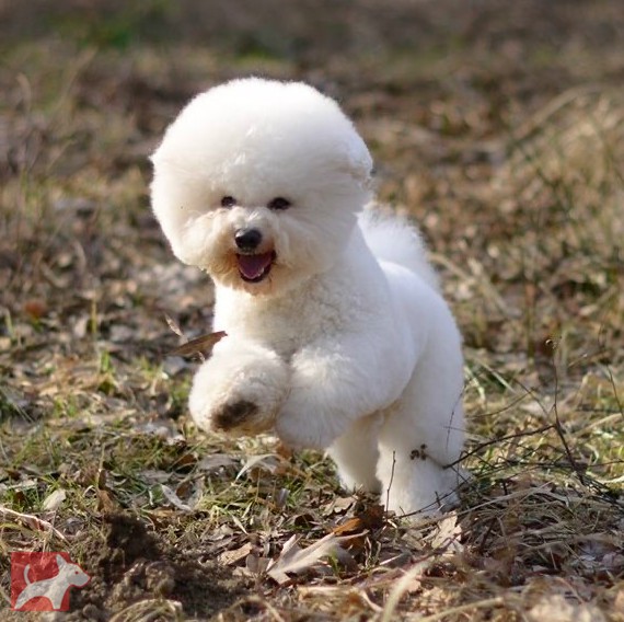 Chovatelská stanice bišonků Campanilla blanca