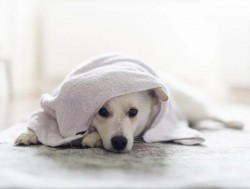 Jak vybrat pohodlný pelíšek pro psa