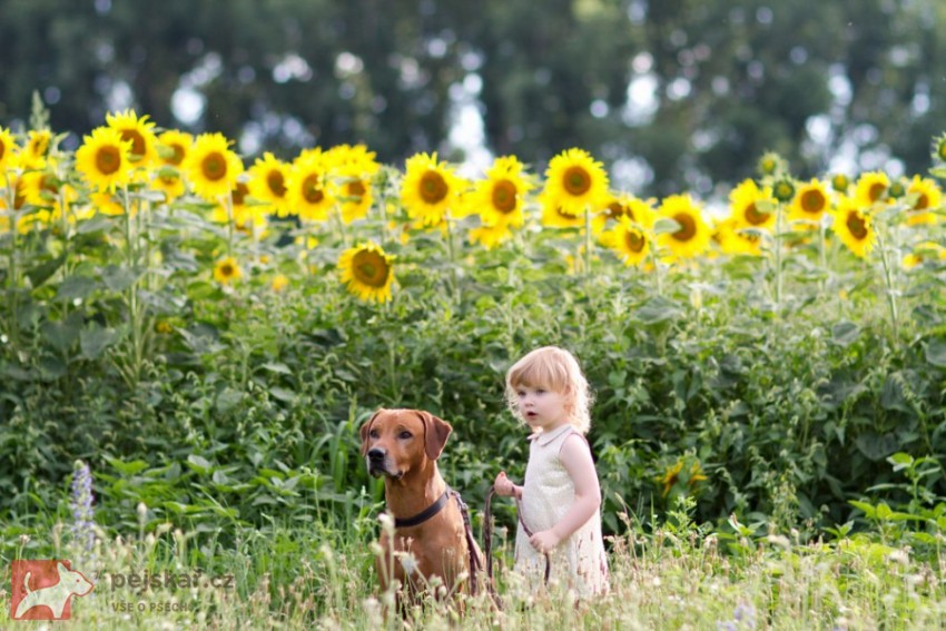 Rhodéský ridgeback Oči sfingy