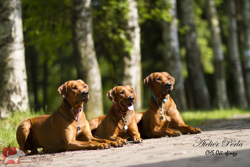 Rhodéský ridgeback Oči sfingy