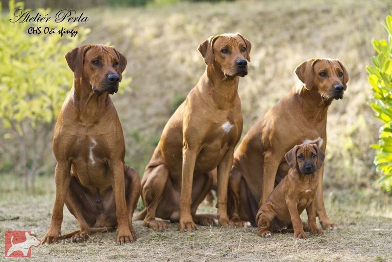 Rhodéský ridgeback Oči sfingy