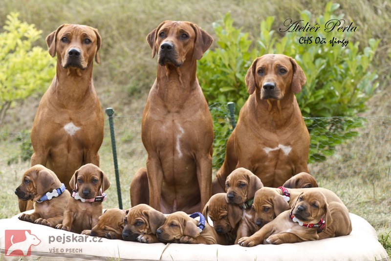 Rhodéský ridgeback Oči sfingy