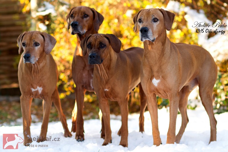 Rhodéský ridgeback Oči sfingy