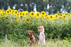 Rhodéský ridgeback Oči sfingy