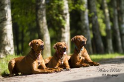 Rhodéský ridgeback Oči sfingy