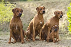 Rhodéský ridgeback Oči sfingy