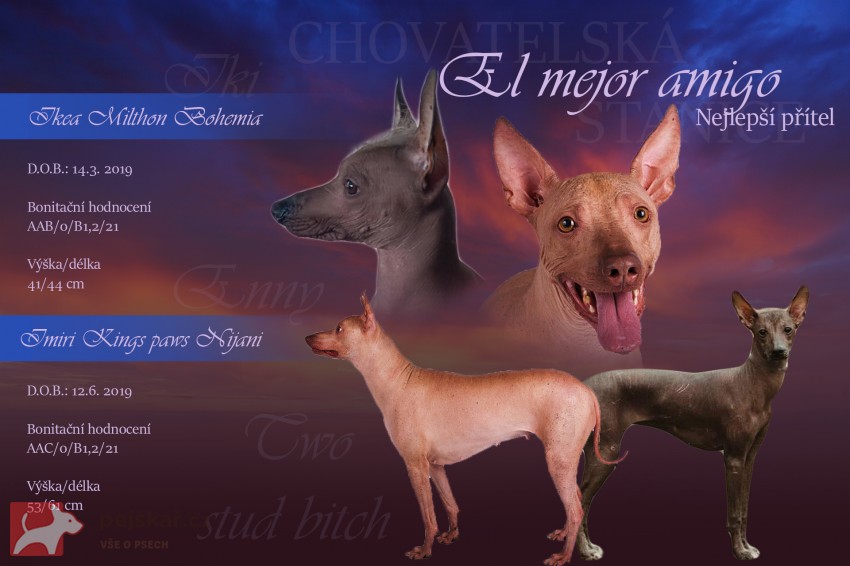 El mejor amigo