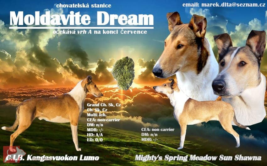 Moldavite Dream