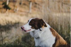 5 tipů, jak udržet psí srst zdravou a lesklou