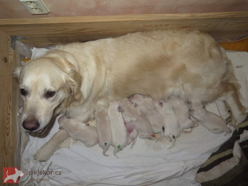 Zlatá tlapka z Vonoklas