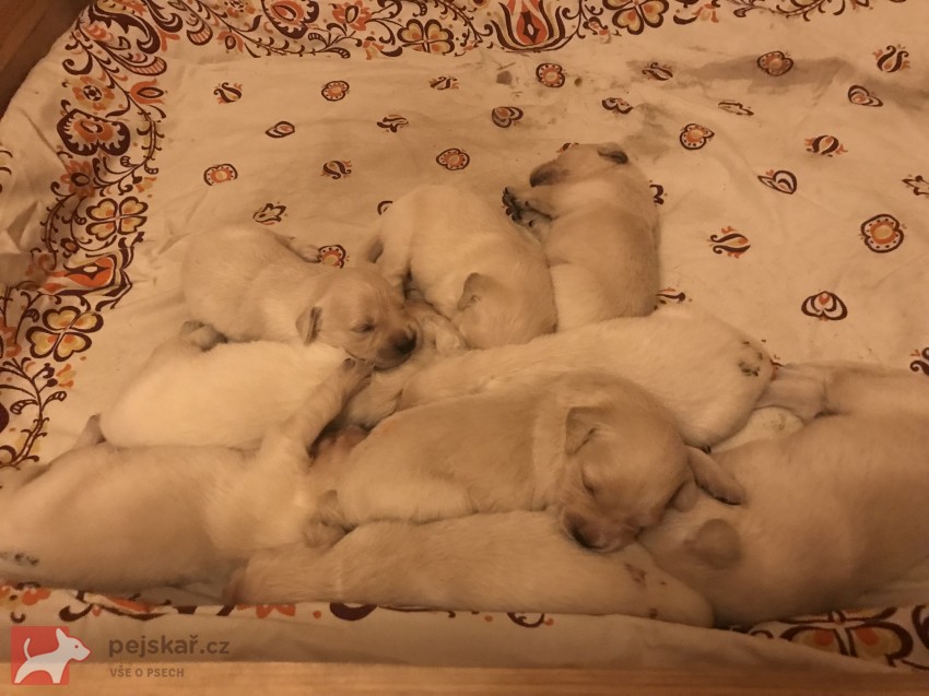 Zlatá tlapka z Vonoklas