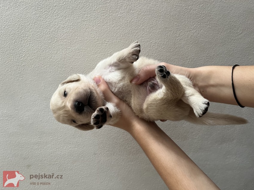 Zlatá tlapka z Vonoklas