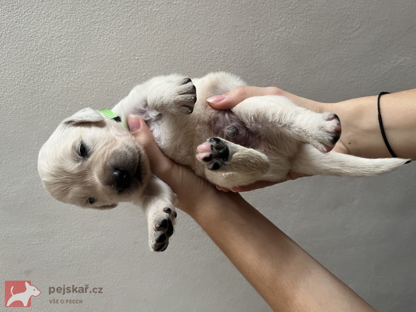 Zlatá tlapka z Vonoklas