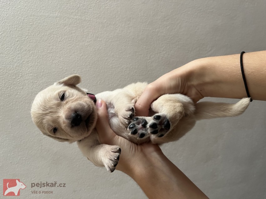 Zlatá tlapka z Vonoklas