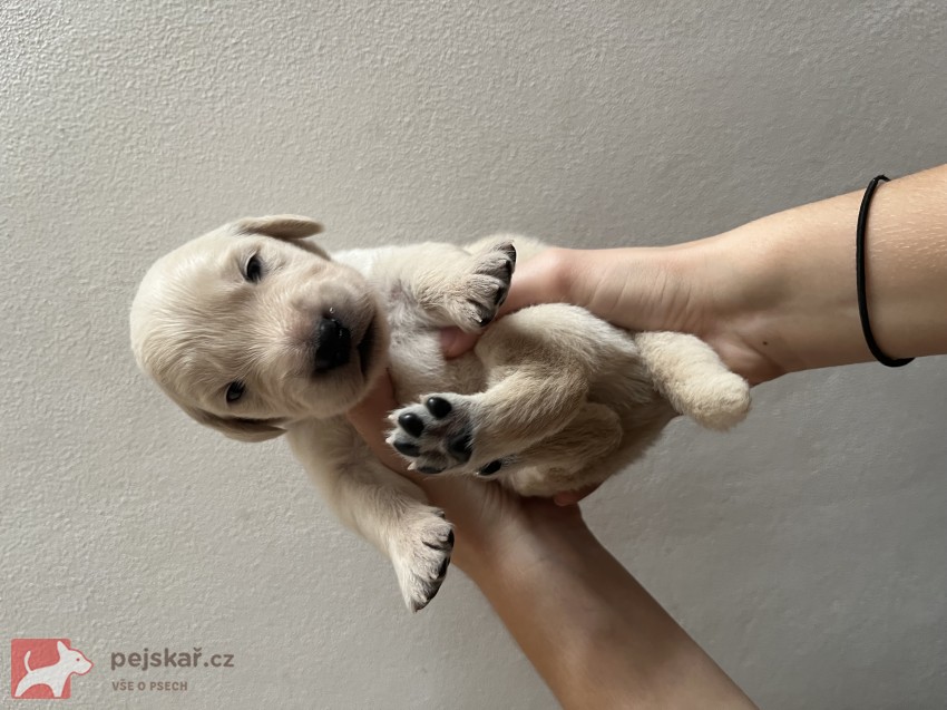 Zlatá tlapka z Vonoklas