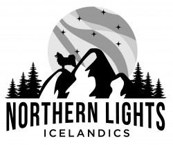 Northern Lights Icelandics