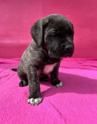 Inzerce psů Cane corso s PP