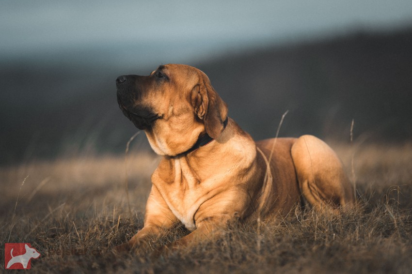 Kamino Inu