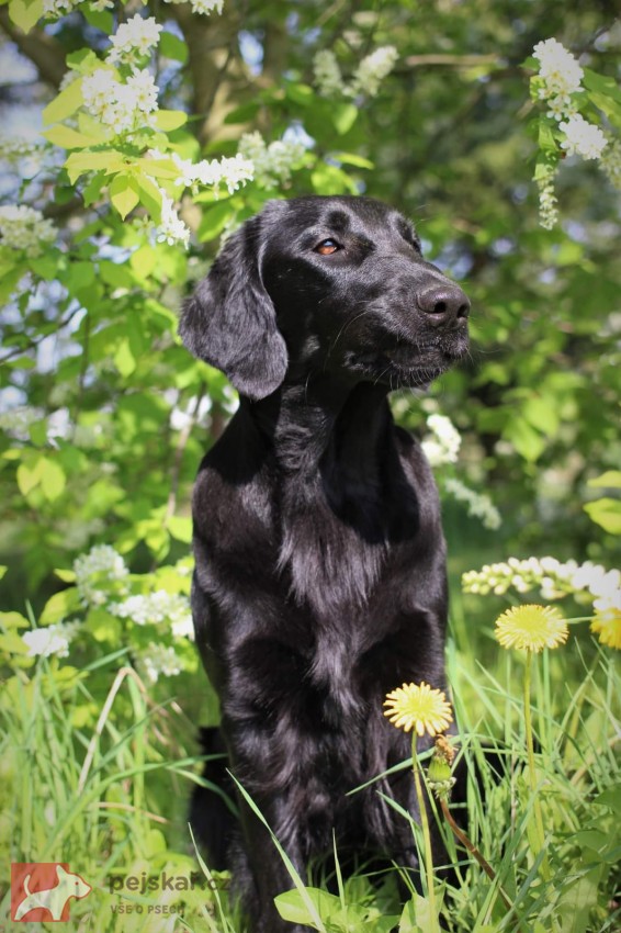 od Brodských strání