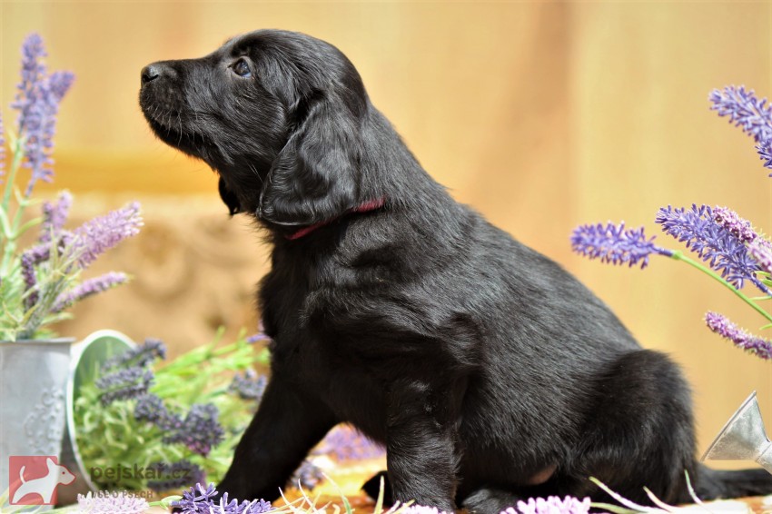 od Brodských strání