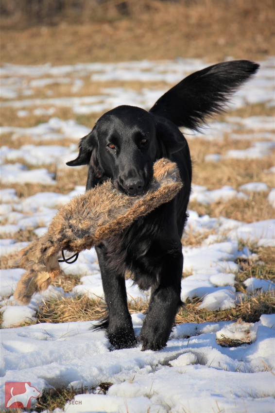 od Brodských strání