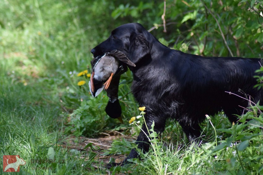 od Brodských strání
