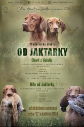 Inzerce psů Stěně maďarského ohare