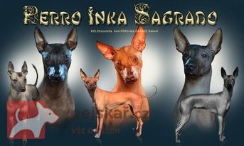 Perro Inka Sagrado