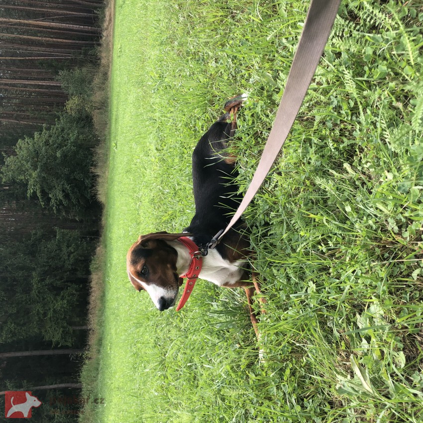 Z Hřebenských háj