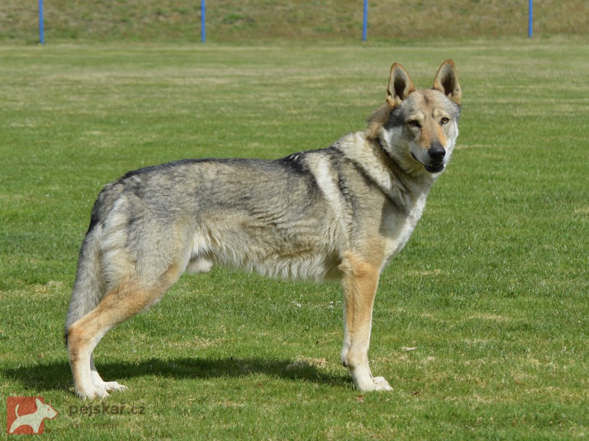 Serigala