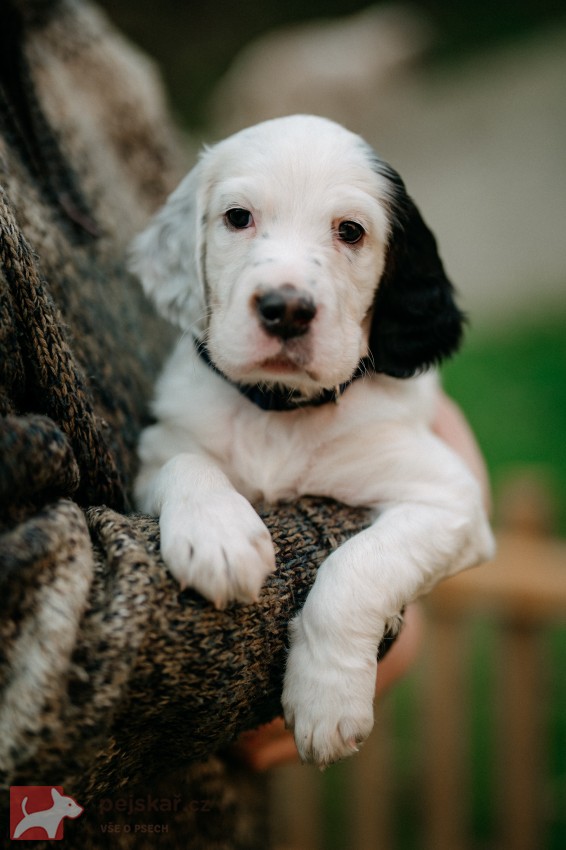 Anglický setr - štěňátka